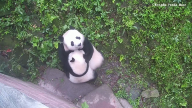 Panda-gigante mostra o filhote para câmara 