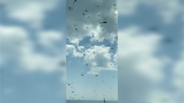 Enorme enxame de libelinhas obriga banhistas a sair da praia em Rhode Island 
