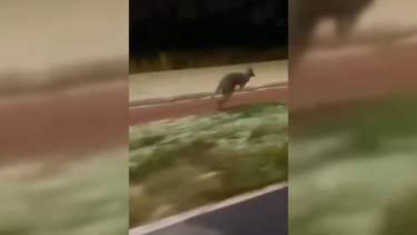 Canguru resgatado na Aroeira em Almada