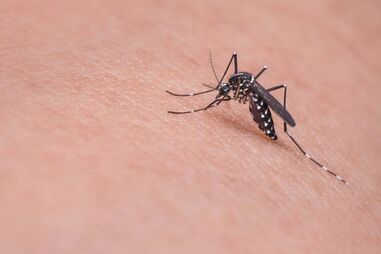 Mosquitos