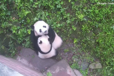 Panda-gigante mostra o filhote para câmara 