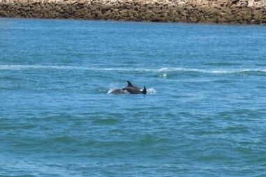 Golfinhos avistados a nadar na Ria Formosa .mp4