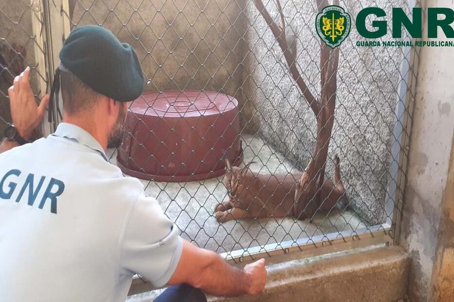 Lince do deserto é uma espécie protegida