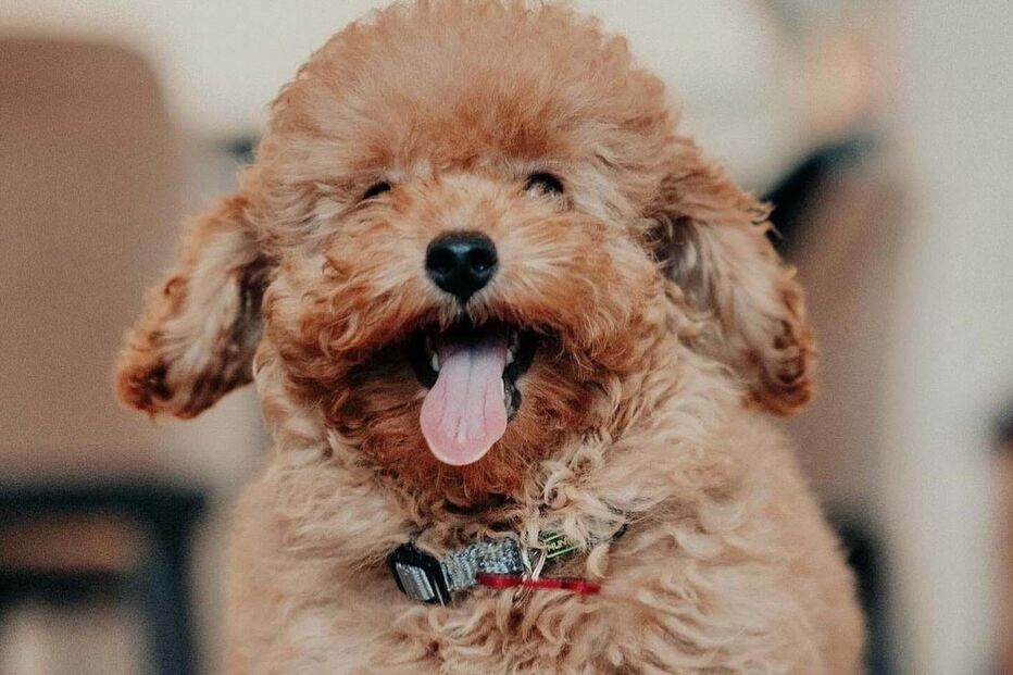 Francisca Cerqueira Gomes e Pierre Gasly apresentam novo membro da família 