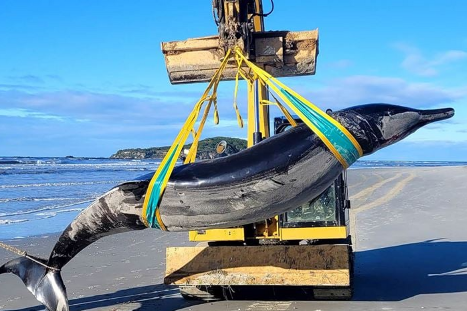 Baleia mais rara do mundo terá dado à costa na Nova Zelândia