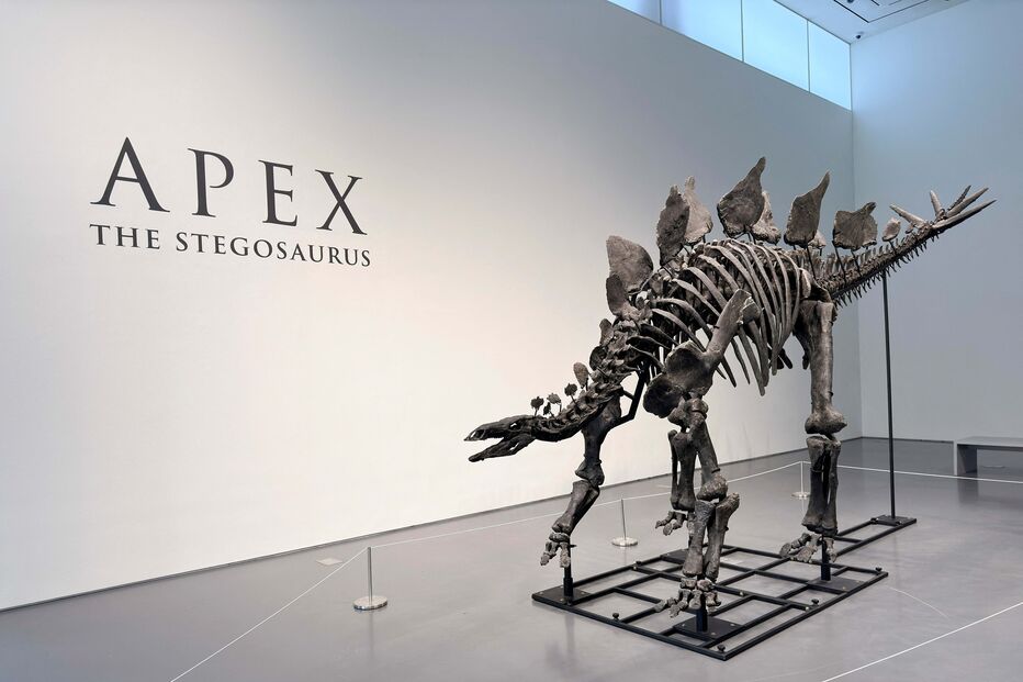 Esqueleto de um dinossauro 'Stegosaurus', apelidado de 'Apex'