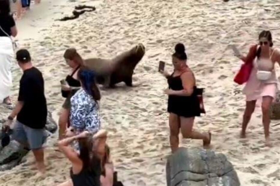 Leões marinhos perseguem turistas na praia de La Jolla na Califórnia
