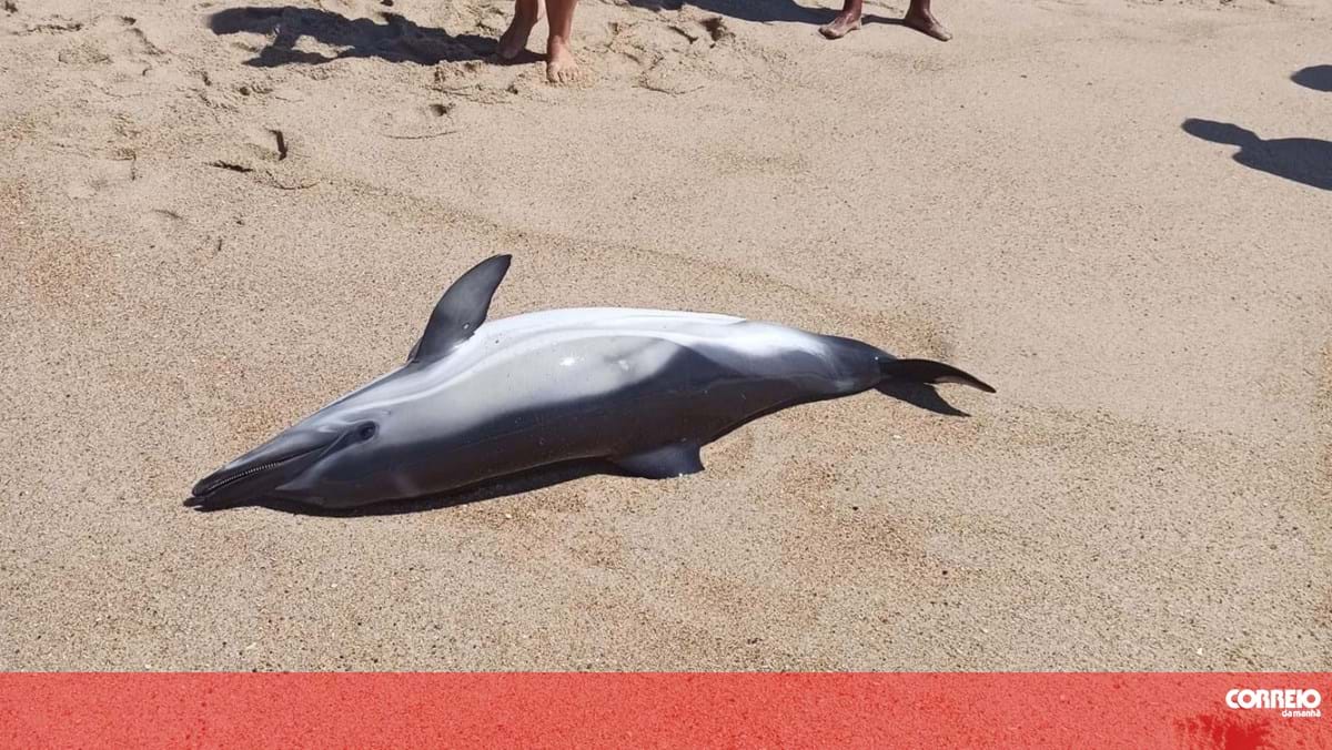 Golfinho dá à costa em praia em Espinho