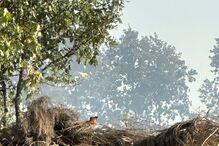Fogo em mato em Celorico da Beira