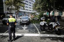 2024-08-28_16_06_24 gco_queda_galho_fenianos_2024_4.jpg