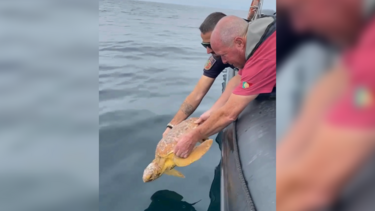Quatro tartarugas voltam ao mar com apoio da Autoridade Marítima Nacional