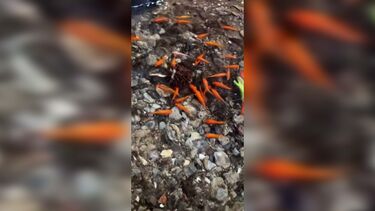 Peixes misteriosos resgatados de poça de água ao lado de uma boca de incêndio em Nova Iorque 