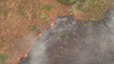 Bombeiros brasileiros combatem incêndios na Amazónia  