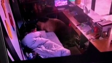 Funcionário de hotel acorda com a companhia inesperada de um urso  