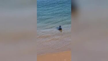 Foca avistada na Praia dos Pescadores em Cascais