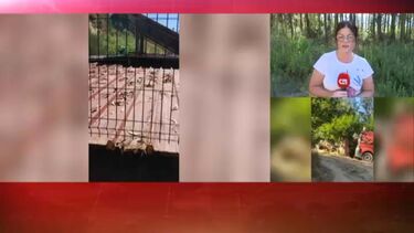 Nove animais retirados de canil ilegal em Canedo 