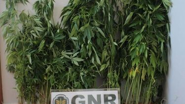 Mulher de 62 anos detido na posse de quase 300 plantas de canábis