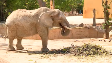 Biólogo do Jardim Zoológico de Lisboa partilha curiosidades sobre os elefantes