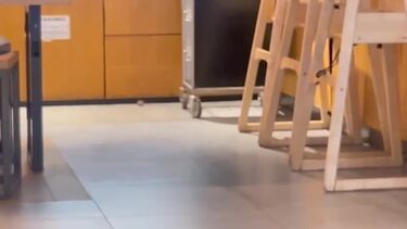 Rato passeia-se na zona de restauração do aeroporto de Orly em Paris