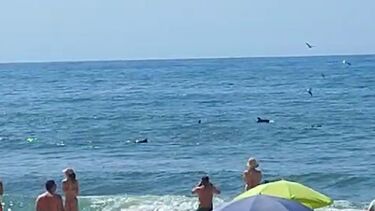 Golfinhos surpreendem banhistas em Espinho
