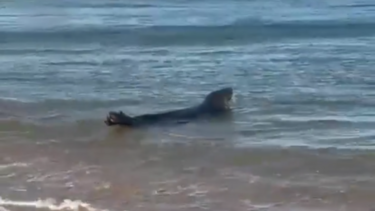 Foca-cinzenta é vista em praias da costa portuguesa