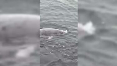 Foca-cinzenta também foi avistada na Figueira da Foz