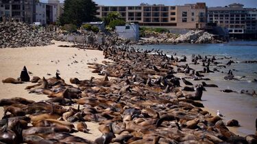 Centenas de leões-marinhos invadem praia na Califórnia 
