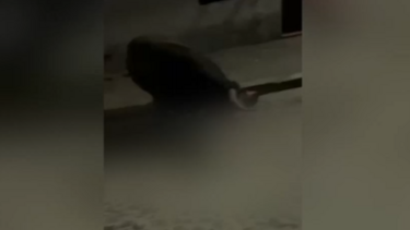 Imagens mostram touro a colher homem de 51 anos mortalmente em largada em Évora