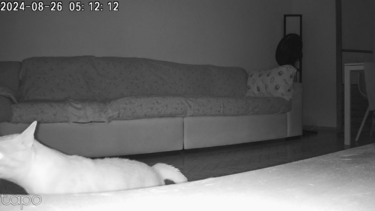 Este gato também se assustou com o sismo e o momento ficou registado em vídeo