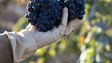 Uvas