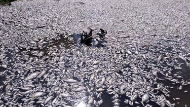 Milhares de peixes mortos na Grécia