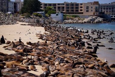 Centenas de leões-marinhos invadem praia na Califórnia 