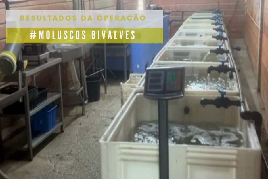 ASAE detém proprietário de depuradora ilegal e apreende 3,1 toneladas de marisco