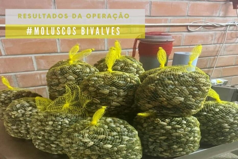 ASAE detém proprietário de depuradora ilegal e apreende 3,1 toneladas de marisco