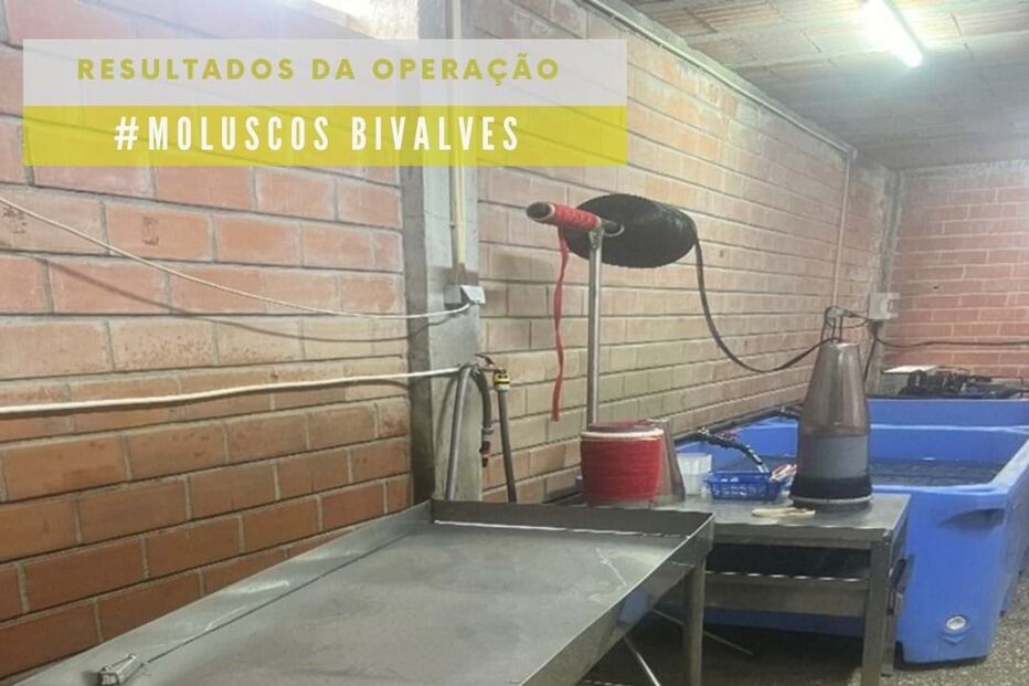 ASAE detém proprietário de depuradora ilegal e apreende 3,1 toneladas de marisco