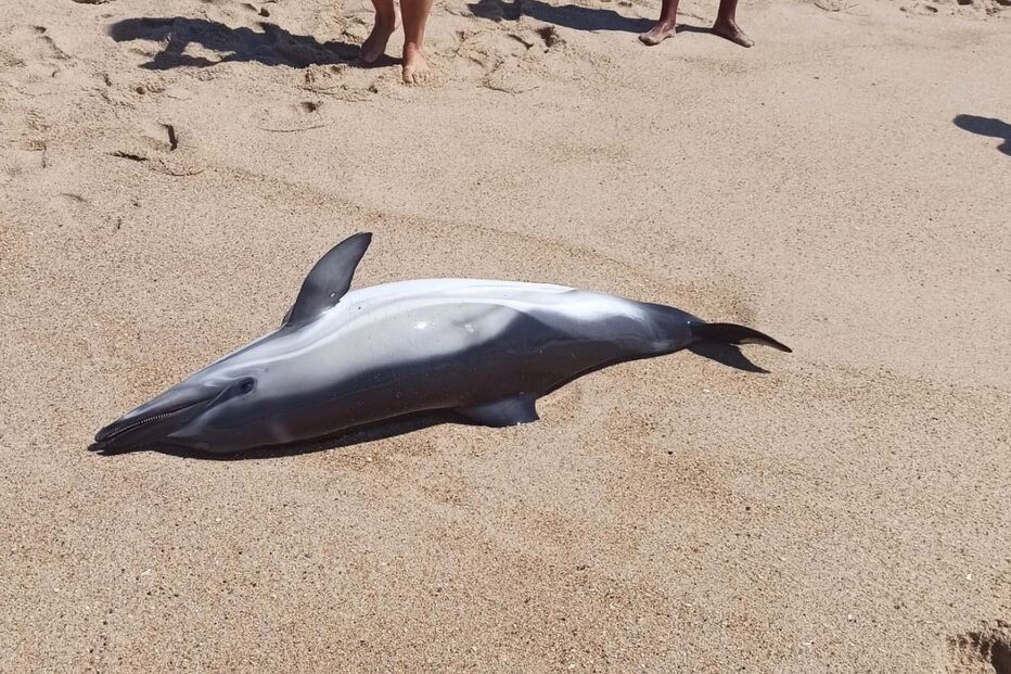 2024-08-08_16_52_35 1.jpg