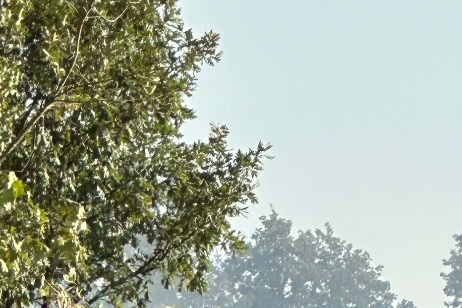 Fogo em mato em Celorico da Beira