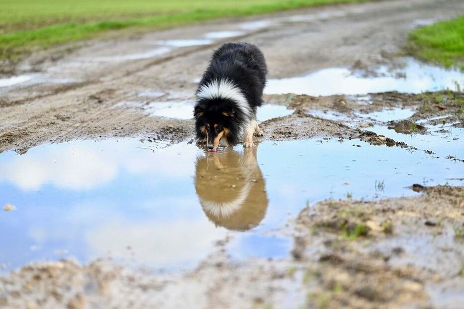 Cão 