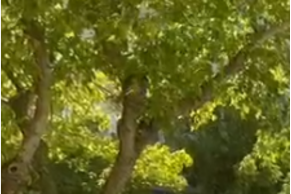 Incêndio na Costa da Caparica