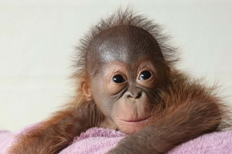 Cria nasceu a 31 de julho 