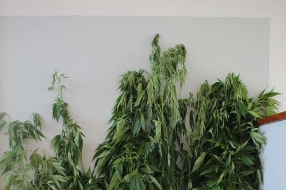 Mulher de 62 anos detido na posse de quase 300 plantas de canábis