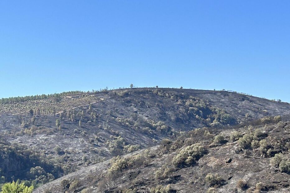 Zonas queimadas após o incêndio florestal.
