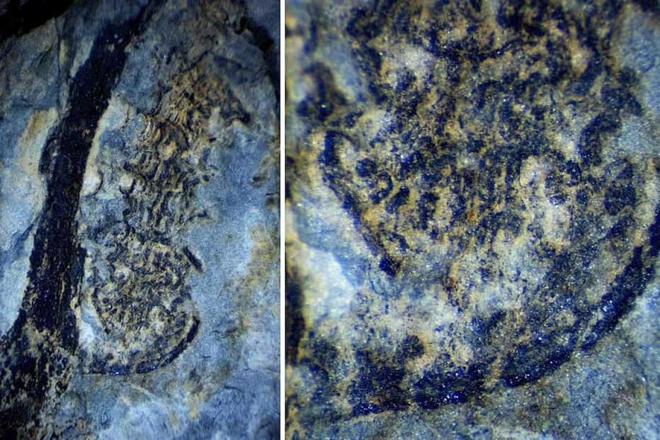 2024-08-28_13_44_27 Fóssil de planta UC.jpg