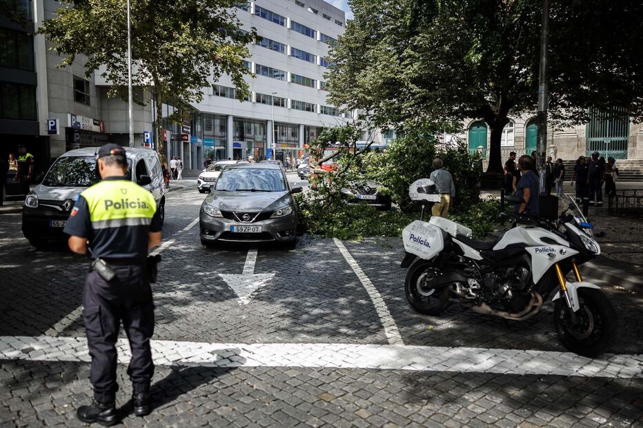 2024-08-28_16_06_24 gco_queda_galho_fenianos_2024_4.jpg