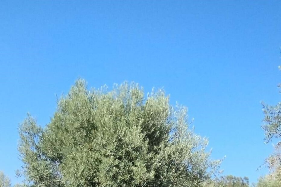 2024-08-29_18_18_33 WhatsApp Image 2024-08-29 at 18.10.16.jpg