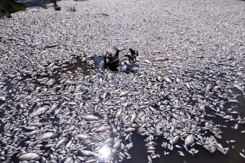 Milhares de peixes mortos na Grécia