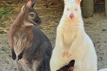 Cangurus de João Baião 