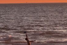 Francisco, filho de João Reis