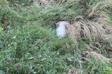 Cão resgatado em Arcos de Valdevez