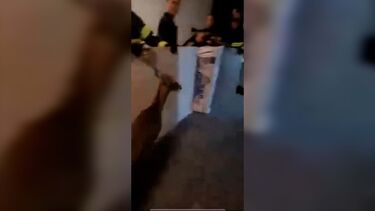 Polícia e bombeiros de Nova Jersey retiram veado de apartamento